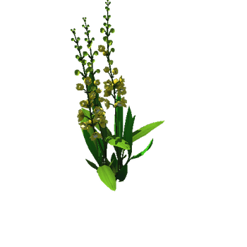 Flower_Orchid 5